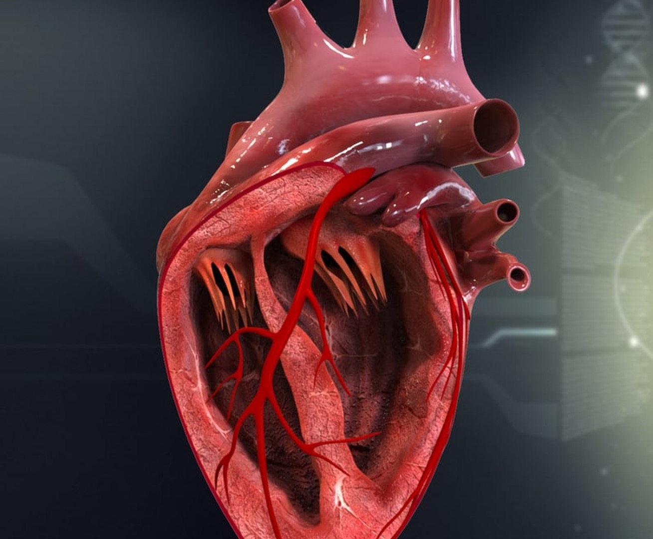 heart